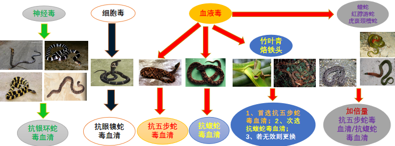 中国境内常见毒蛇以及常见的蛇毒种类。中国疾控