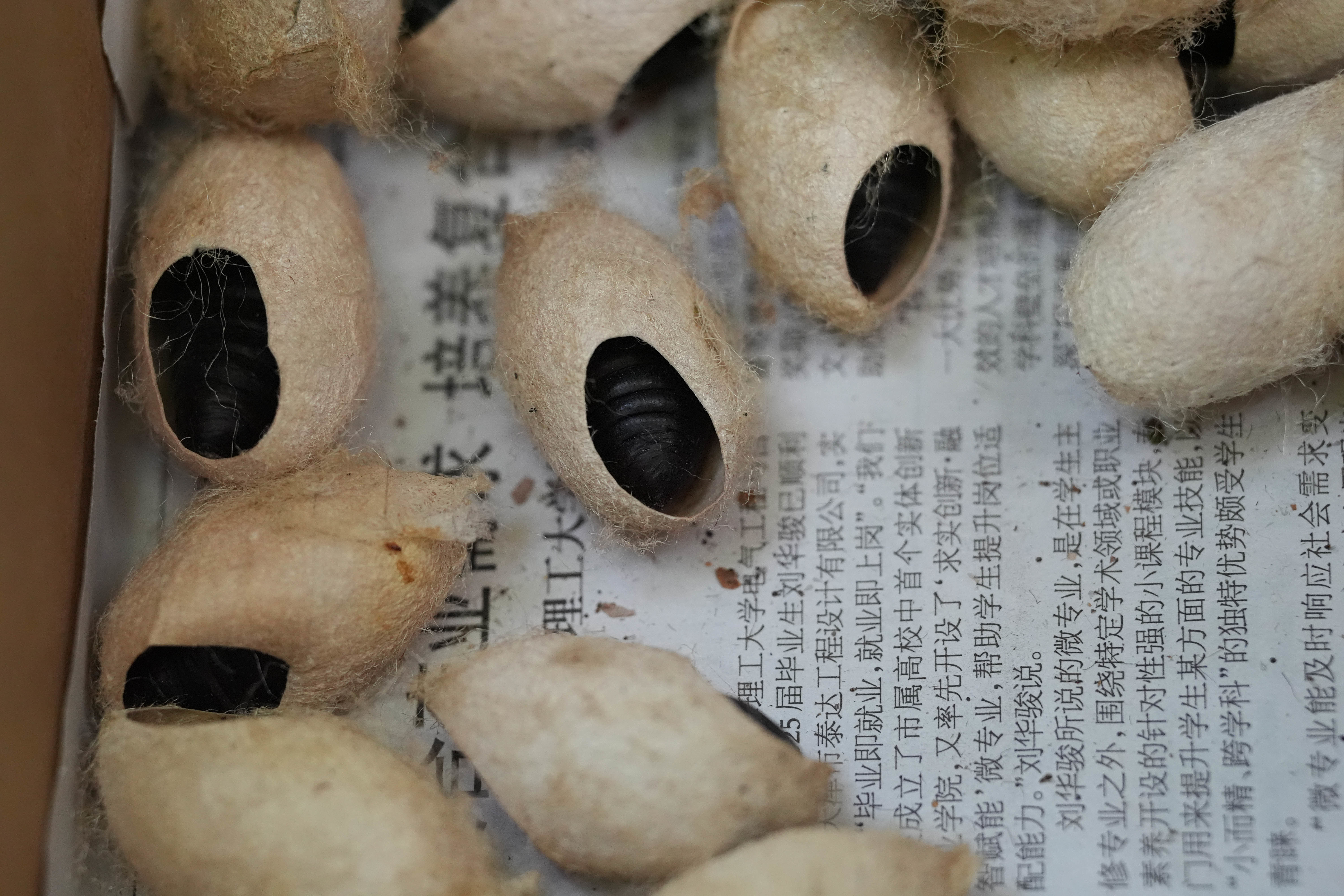 北京市园林绿化局释放的周氏啮小蜂虫蛹。新华社发