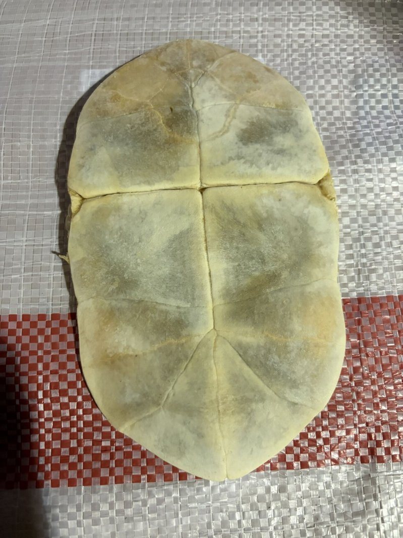 保安警察第三總隊第一大隊日前在基隆關執行貨物查驗時,攔截一起大規模走私瀕危野生動物龜板。記者游明煌/翻攝