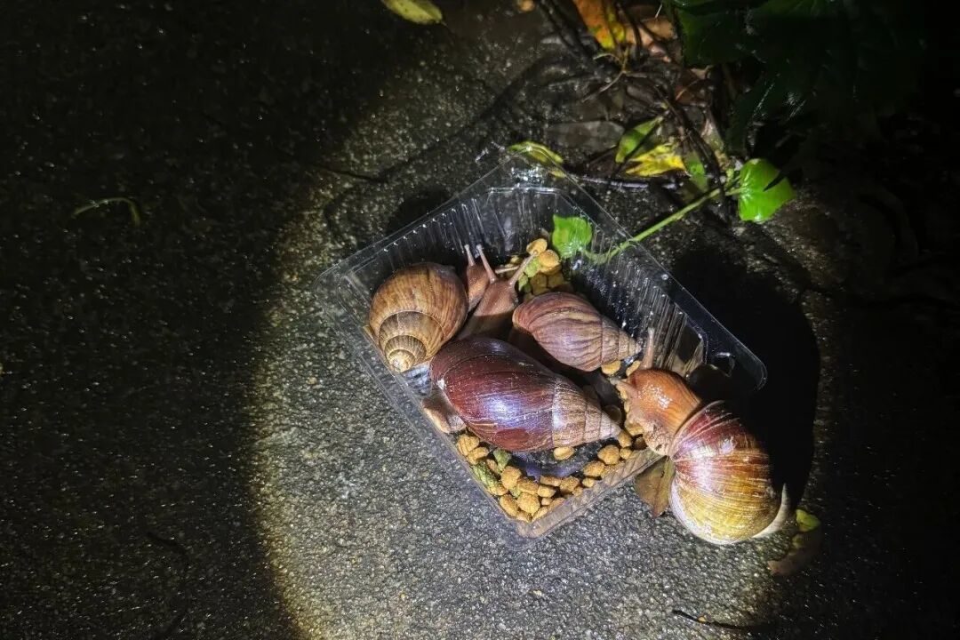 在城市路边觅食的非洲大蜗牛/张怡悦 摄