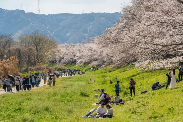 这是一幅开阔的户外场景,展现了一座绿草如茵的滨河公园,沿岸排列着盛开的樱花树。成群的游客沿着小径漫步,或在草地上休息——有人在野餐,也有人在淡粉色的樱花树下拍照留念。