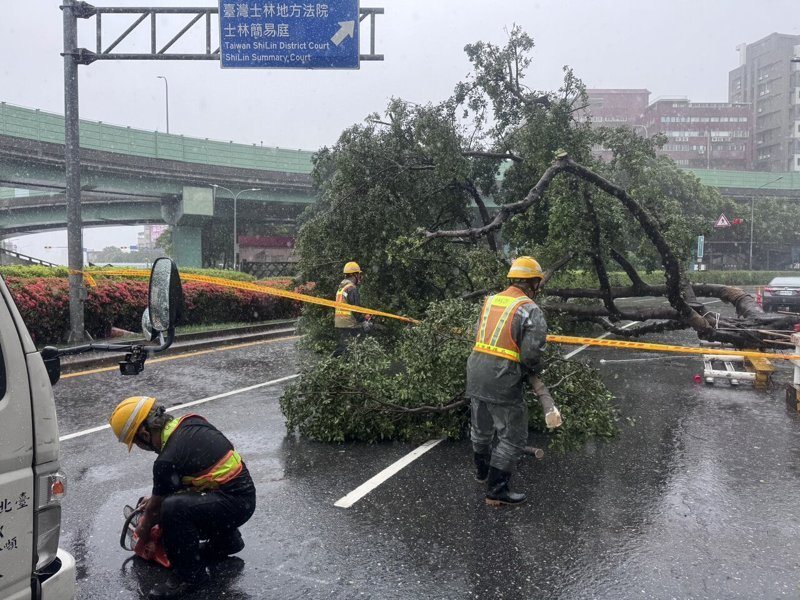 巴威颱風外圍環流影響，風勢逐漸增強，台北市士林區中正路601號前今天發生路樹倒塌。記者翁至成／翻攝