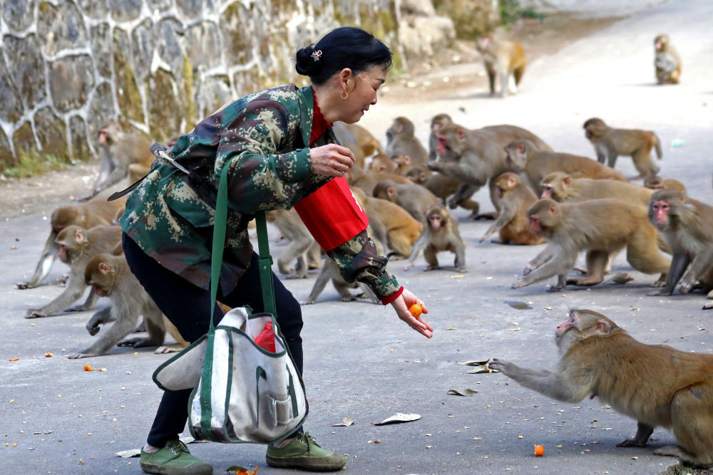 在江西省宜丰县官山林场，吴忠华与野生猕猴亲密接触（2021年2月3日摄）。 新华社发（何贱来 摄）