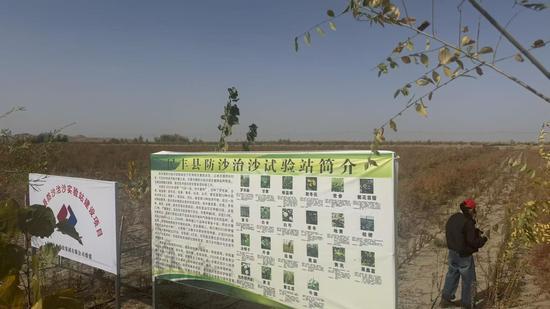 民丰县后河坝沙漠阻击区一期治沙工程，种植红柳，套种药材。
