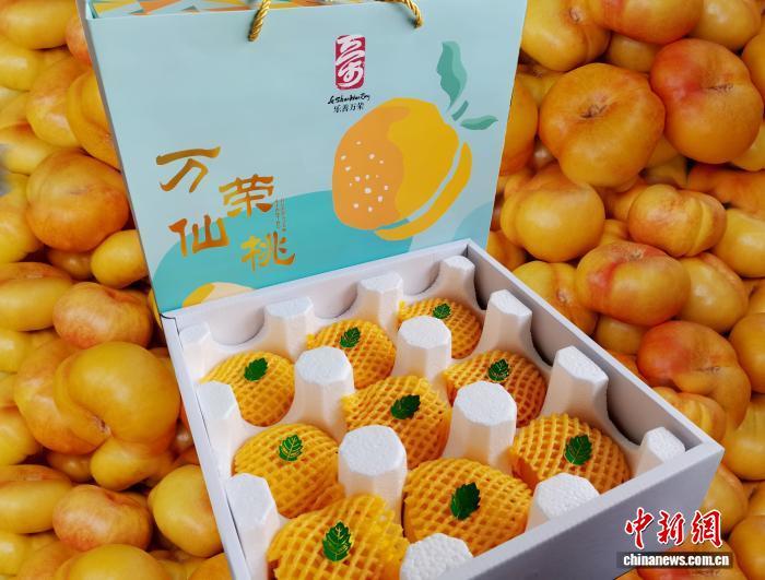 图为万荣仙桃。郭夏楠 摄