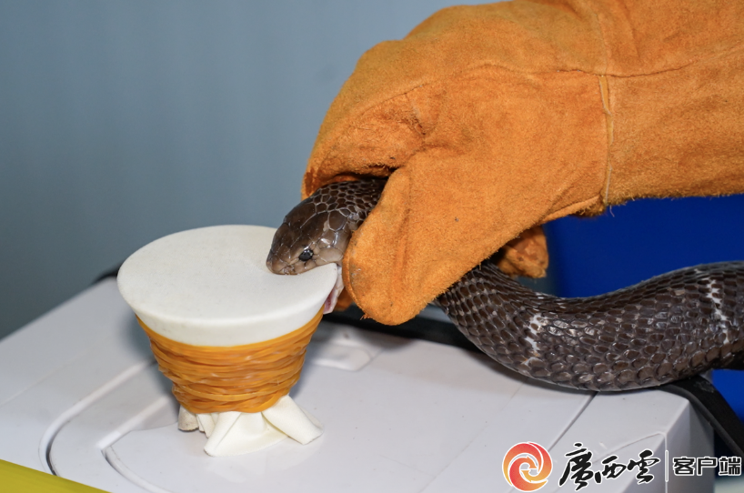 取蛇毒。广西云客户端