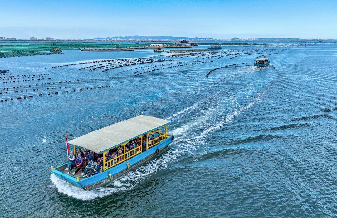 十一期间，荣成市石岛管理区桑沟湾国家级海洋牧场迎来旅游热潮。