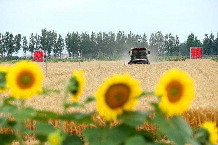 山东省青岛春秋永旺种植专业合作社的农民驾驶农机收获小麦(2026年6月19日摄)。新华社发(梁孝鹏摄)