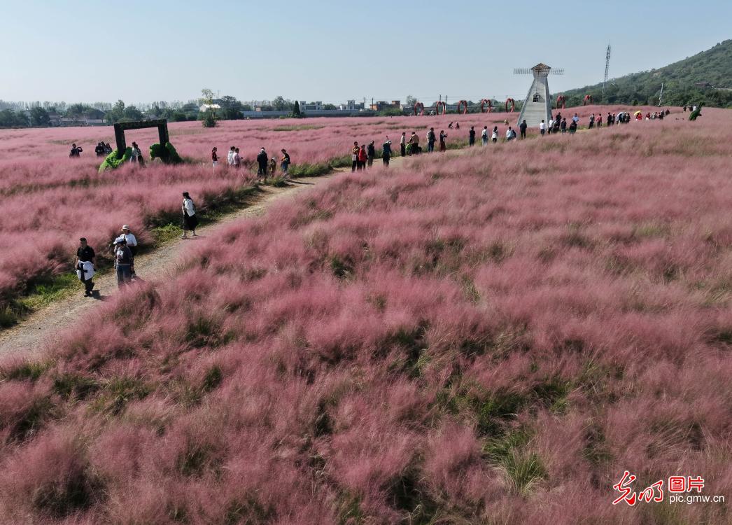 金秋花海迎客流 假日赏花经济持续升温