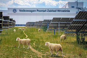 Volkswagen以羊群取代除草機 以工廠實踐永續工業新典範