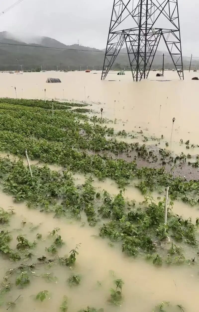 ◉横州镇朝阳大垌村民在7月6日拍摄的洪水淹没茉莉花田。图源:南方都市报