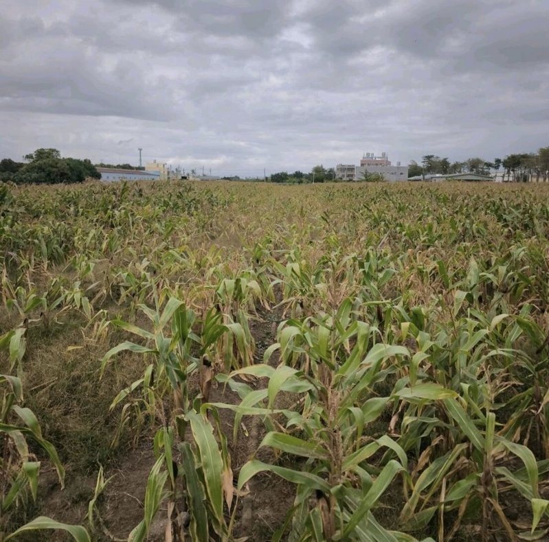 因應0625雨災，農業部今逕公告南市硬質玉米、食用玉米及蘆筍（露天田區）為農災現金救助地區。記者謝進盛／翻攝