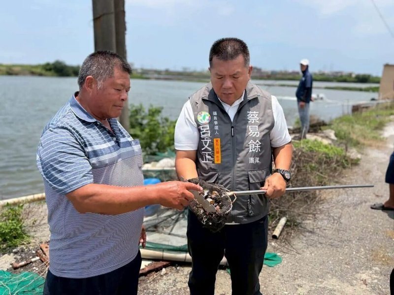 嘉義文蛤出現豪雨遲發性災損,400公頃文蛤養殖池死亡率近8成。圖/取自蔡易餘臉書