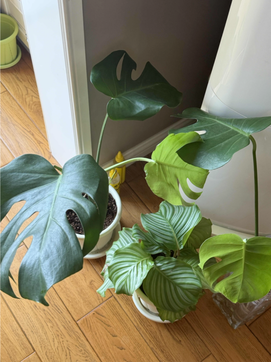家里快速生长的热带植物。(图/受访者供图）