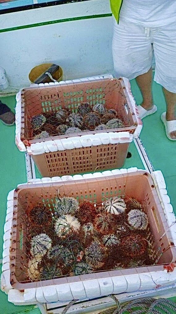 民進黨馬公市民代表項光照與親友在禁捕期違法偷撈上百顆野生海膽。記者巫鴻瑋/翻攝