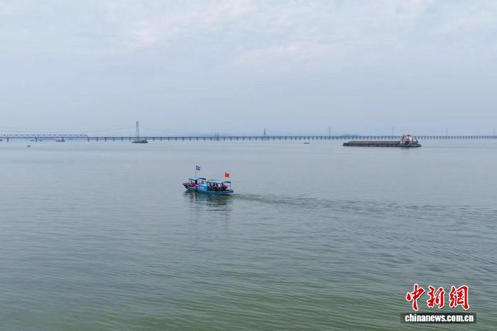 图为在江西省九江市湖口县,江豚协助巡护队开展日常巡护工作。王林华 摄