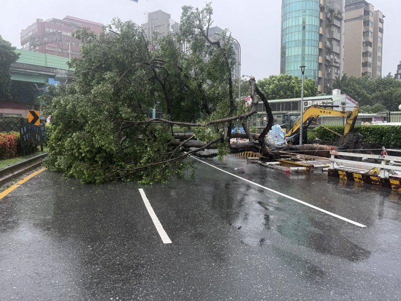 巴威颱風外圍環流影響，風勢逐漸增強，台北市士林區中正路601號前今天發生路樹倒塌。記者翁至成／翻攝