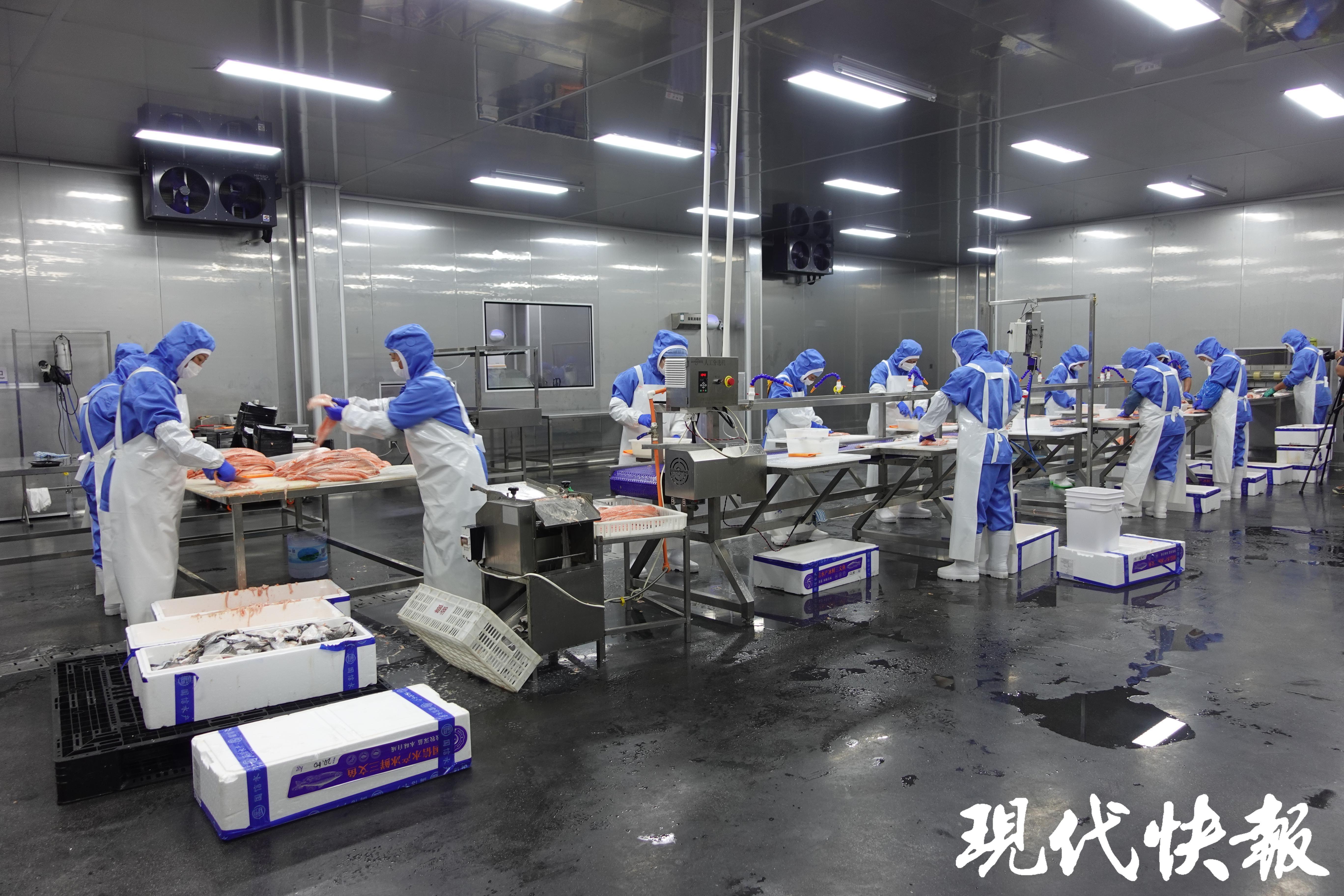 三文鱼加工产线