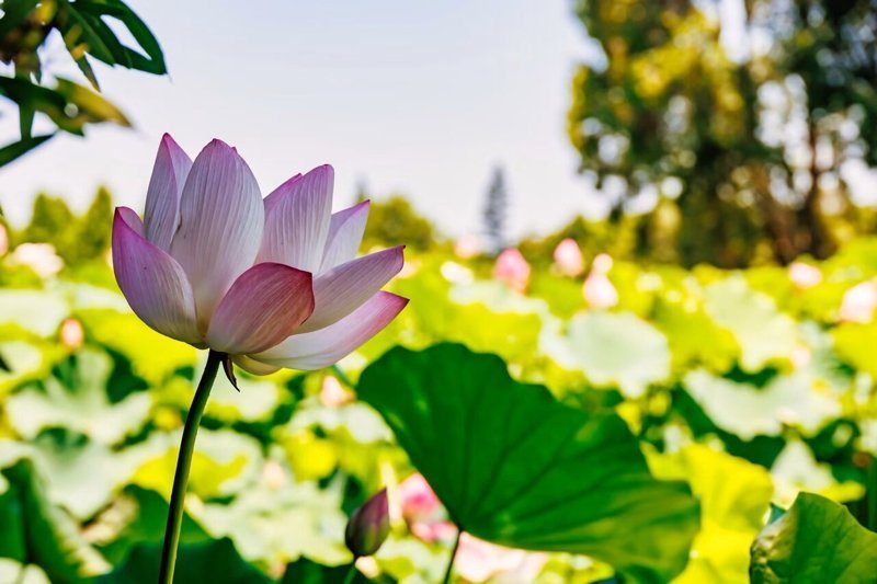 圖/桃園市政府農業局提供