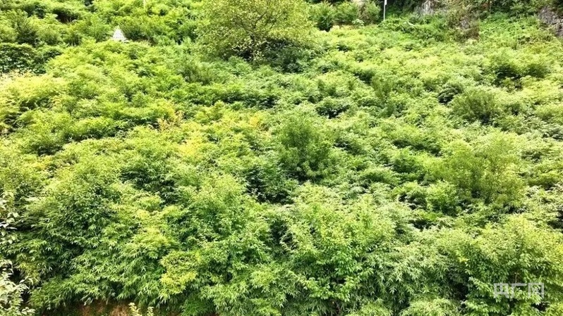 7800亩方竹筑牢了赤水河沿岸的生态屏障（央广网发 来源：微昭通）