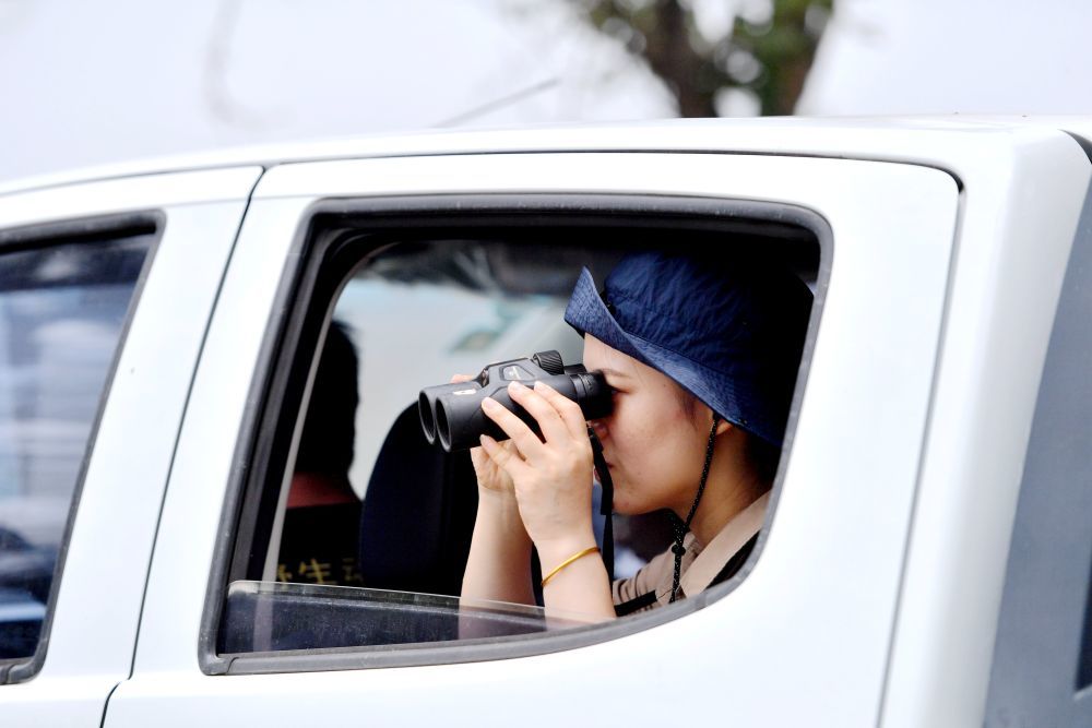2025年6月7日，江苏省大丰麋鹿国家级自然保护区安全保卫处的负责人薛丹丹在保护区巡查。新华社记者 王晓 摄