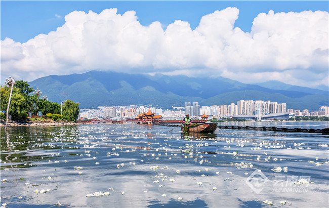大理洱海清波荡漾,洁白的海菜花若隐若现、轻轻摇曳。记者 陈飞 摄