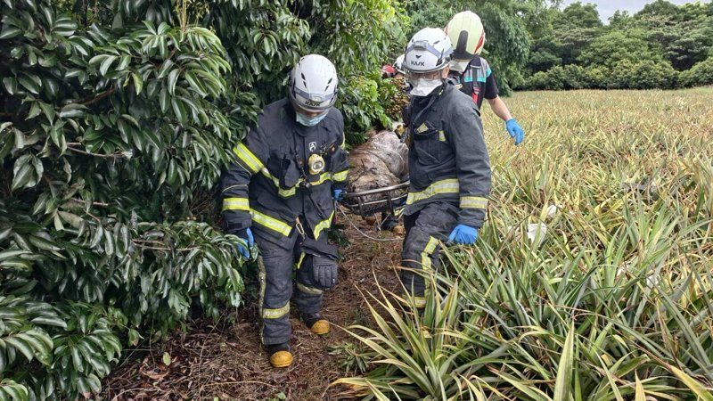 彰化縣芬園鄉一處荔枝園昨天上午被發現一具由保鮮膜裹覆的女屍，屍體已呈黃蠟化，警方仍在確認她的身分。圖／消防局提供