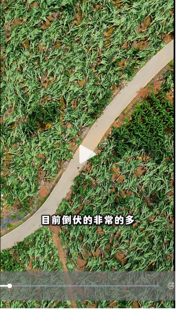 ◉香蕉连片倒伏。图源:“阿宝说农业”