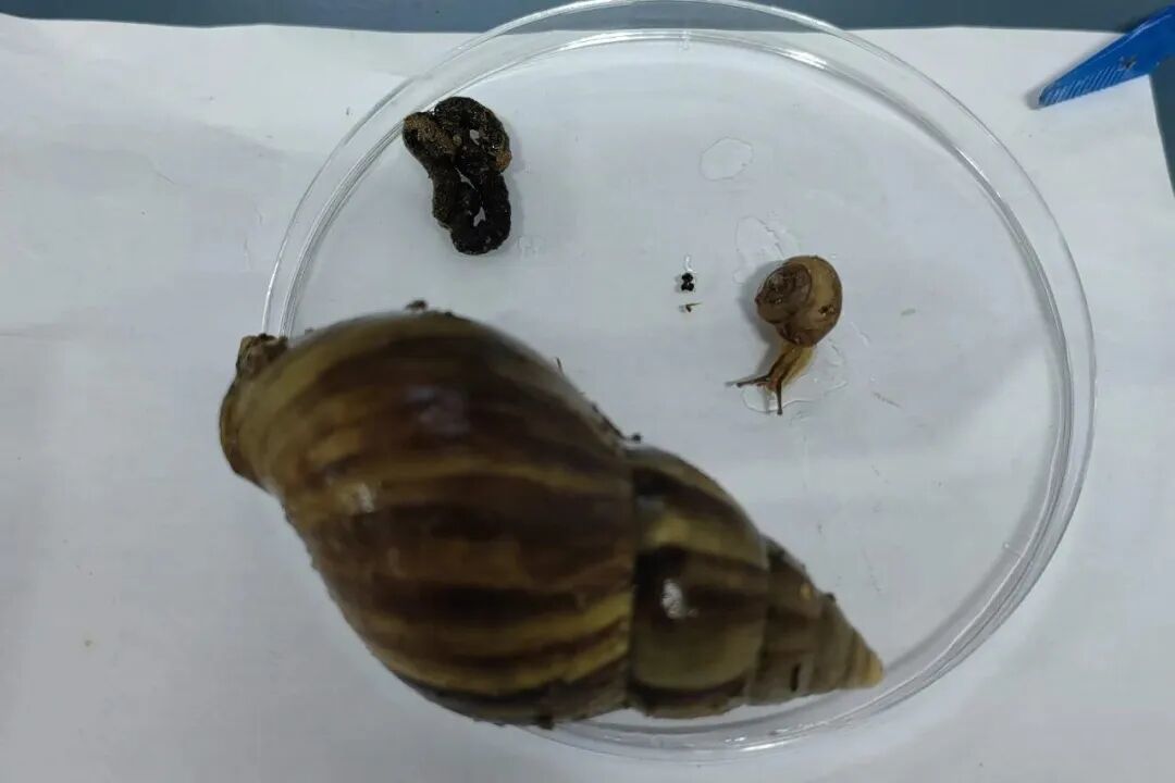 非洲大蜗牛和本土小蜗牛做对比/张怡悦 摄