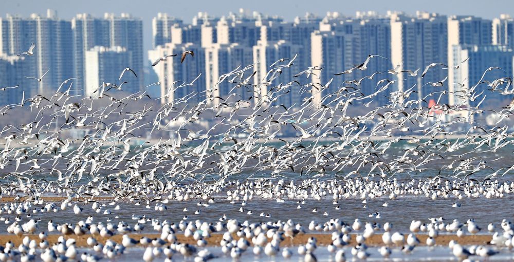 2026年4月7日，河北省秦皇岛市北戴河区海滨，鸥鸟翔集。新华社发（曹建雄摄）