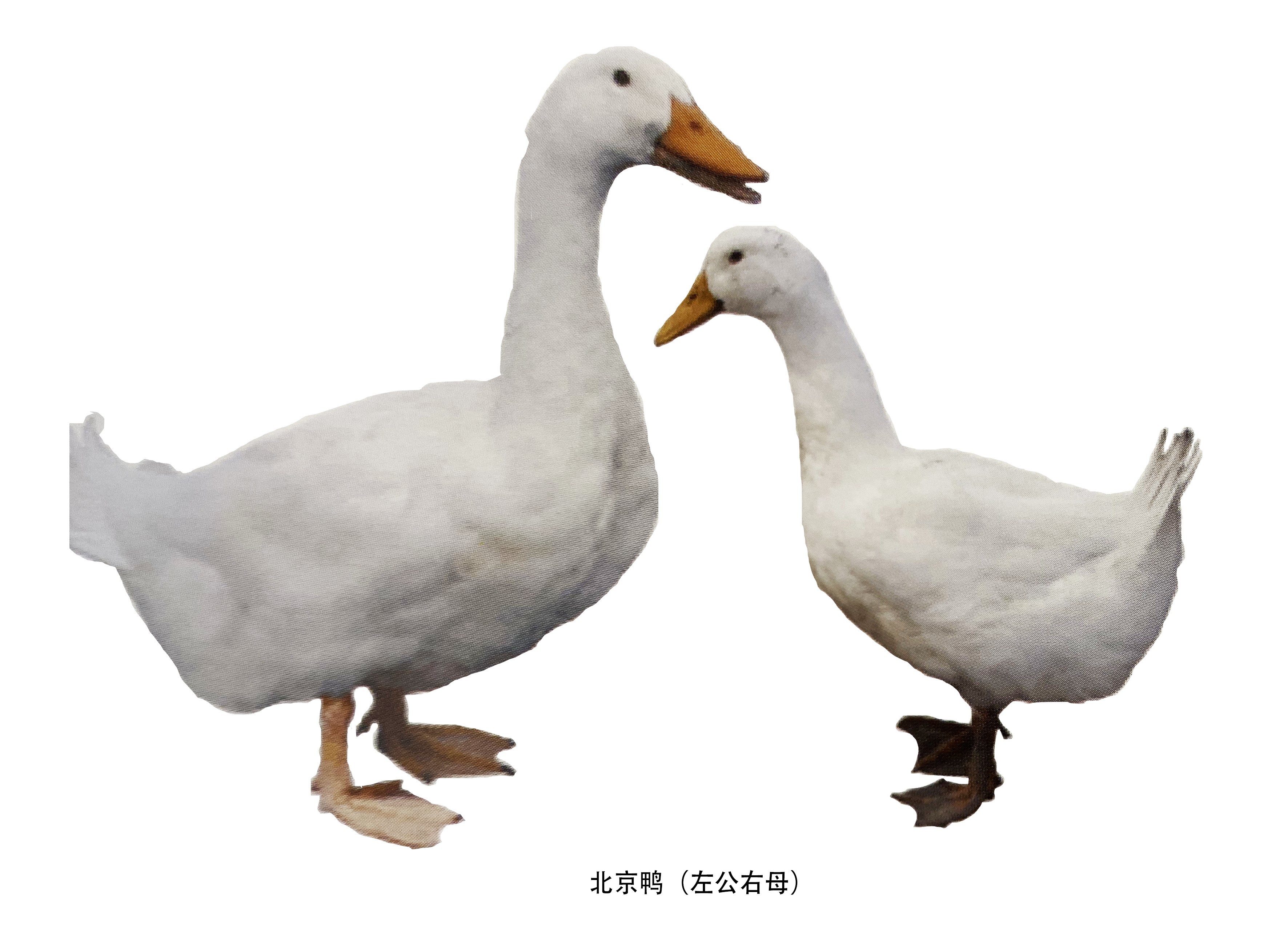 北京鸭 中国羽绒工业协会