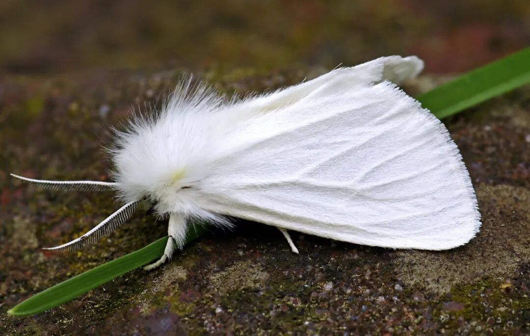 A white flower with a green stem on a rock