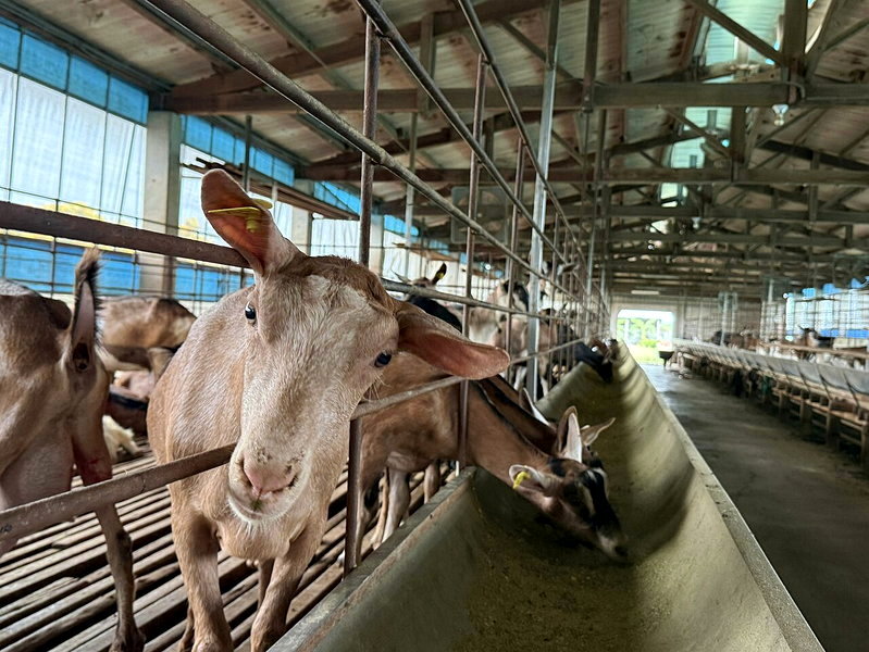 雲林縣首度發生羊肉檢出戴奧辛超標事件，李姓飼主涉嫌冒用「雲農牧場」名義及健康聲明書，將羊隻送往肉品市場屠宰，雲農牧場受到波及，也讓收購乳元的嘉南羊乳商譽受挫，昨天牧場相關檢驗報告出爐，羊乳皆符合國家標準。圖／聯合報系資料照