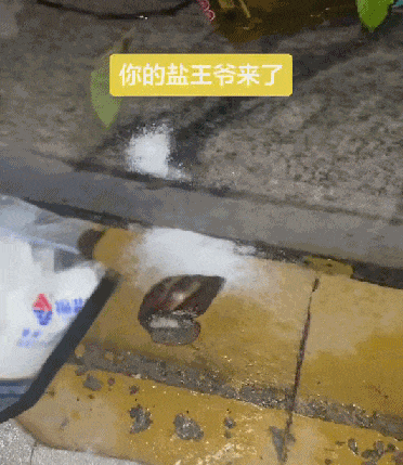 网友往非洲大蜗牛身上撒盐/图源：@Neverap