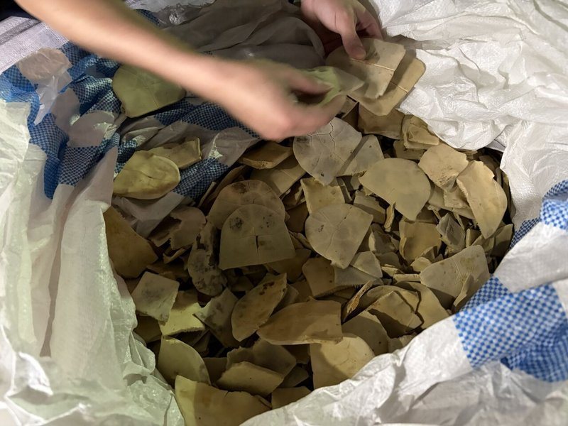 保安警察第三總隊第一大隊日前在基隆關執行貨物查驗時,攔截一起大規模走私瀕危野生動物龜板。記者游明煌/翻攝
