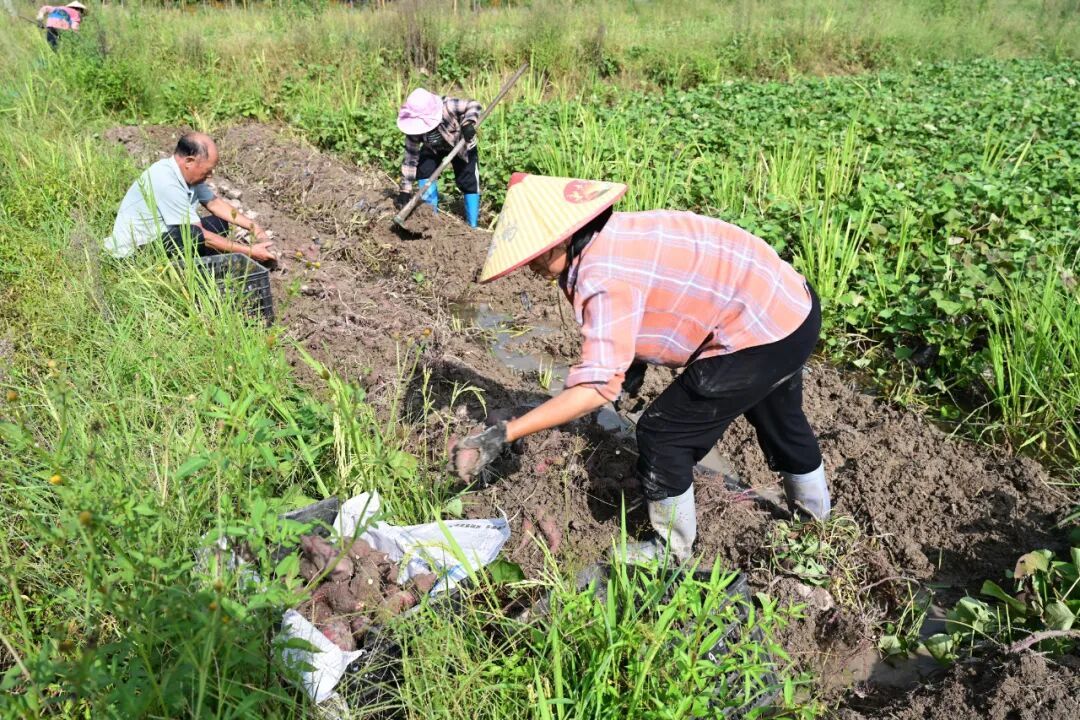 8月7日，农民在连城县林坊镇林塘村的地瓜园里采收地瓜 / 新华社记者林善传 摄