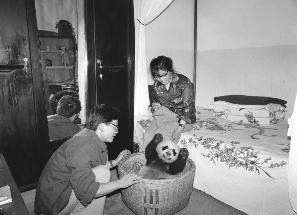 1984年，钟肇敏（左）和他的妻子陈锡华给坐在竹筐里的野生大熊猫幼崽“龙龙”喂食。 新华社记者金勖琪摄