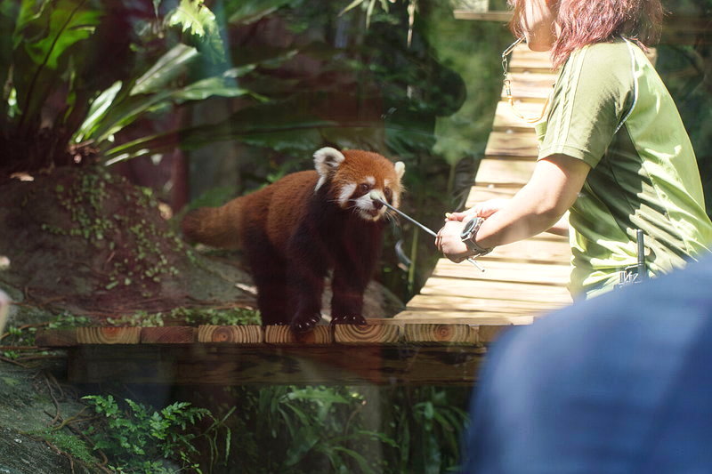 動物園透露,兩隻小貓熊個性大不同,樂樂親人、而且是吃貨;甜甜個性則比較謹慎害羞。兩隻小貓熊都跟小朋友一樣最愛甜點,最愛吃蘋果。圖為樂樂。圖/北市府提供
