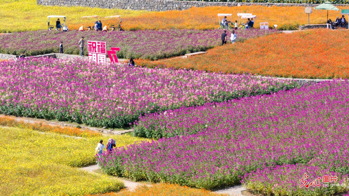 金秋花海迎客流 假日赏花经济持续升温