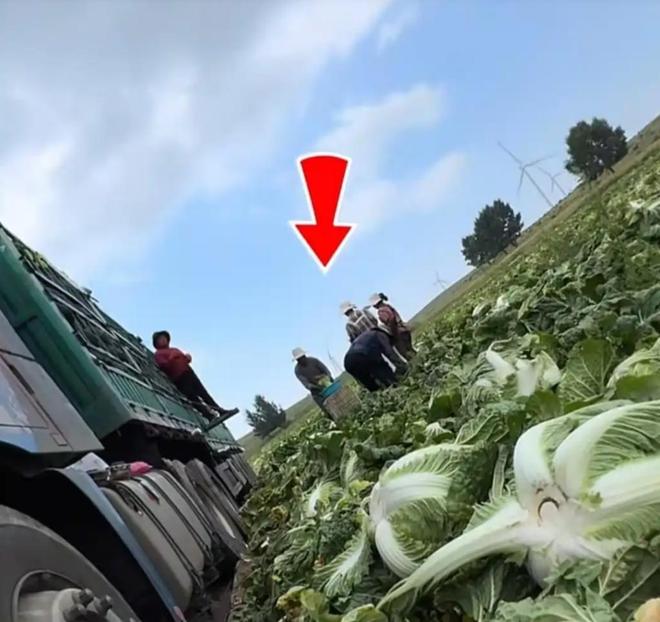 专访曝光“甲醛白菜”博主:“担心被报复,但总得有人站出来”,一年曝光50起问题,每月辗转十省做调查