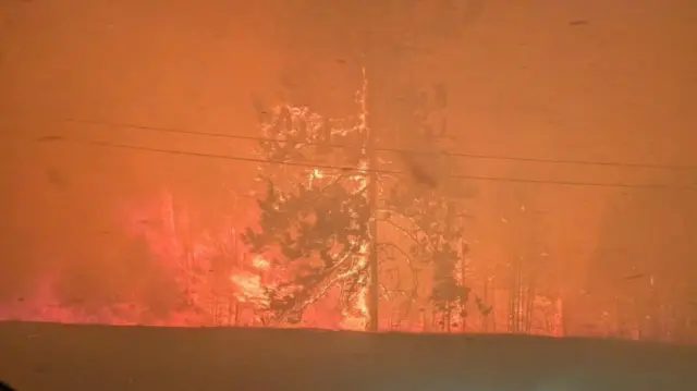 森林中一棵树着火了，周围瀰漫着红色的浓烟。