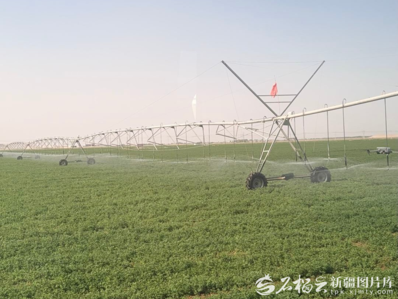 7月5日,在和田县防沙治沙站,喷灌设施正在作业。石榴云/新疆日报记者 郭倩摄